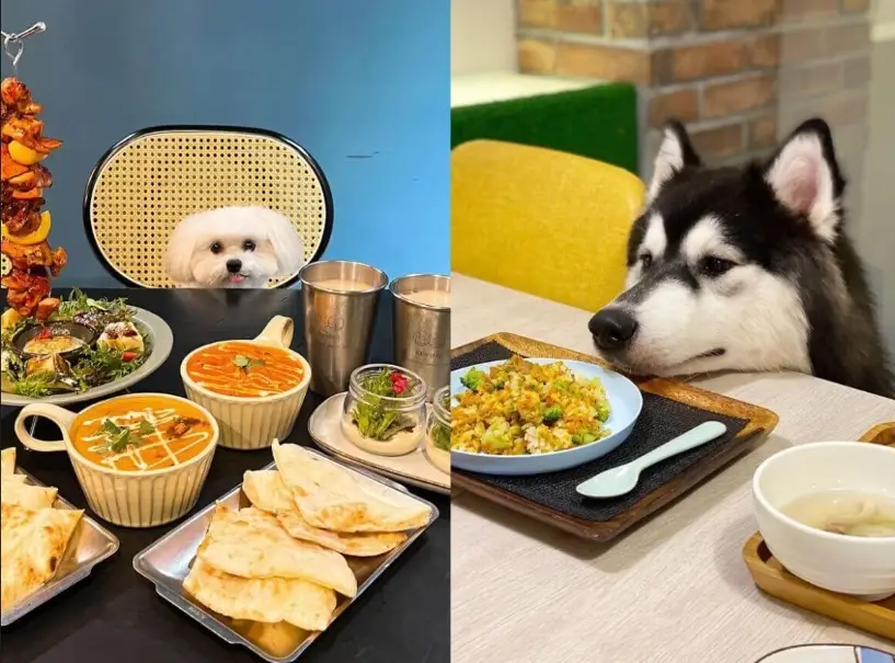 寵物餐推薦：從乾糧到鮮食，飼主必看的挑選重點