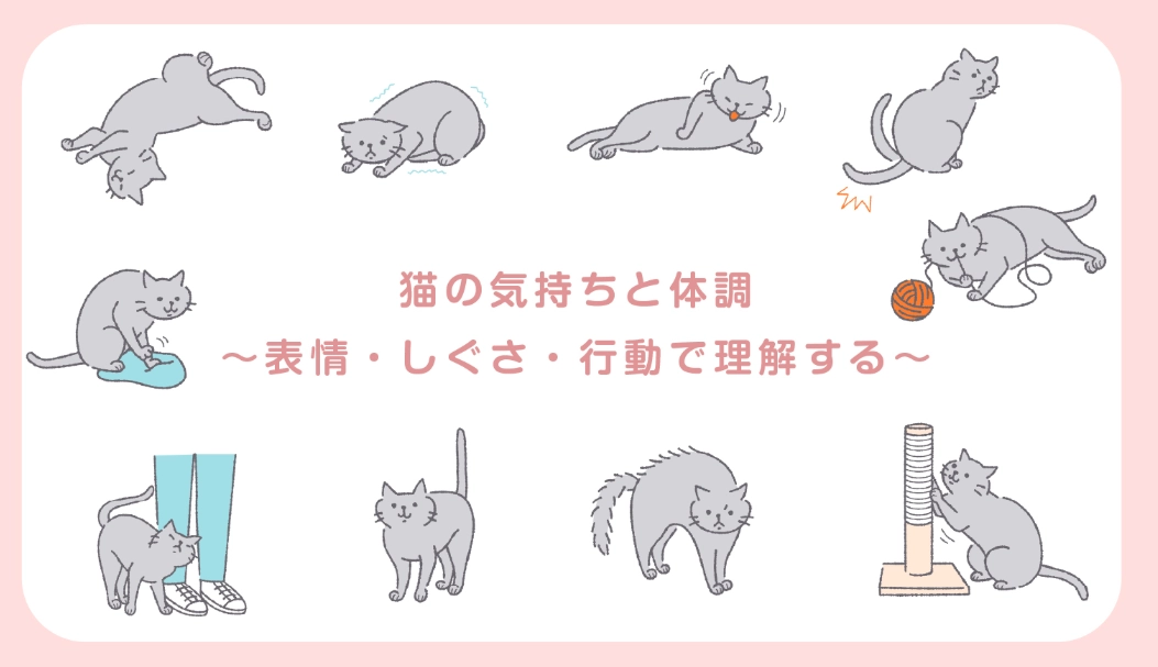 貓咪攻擊人 貓咪攻擊人